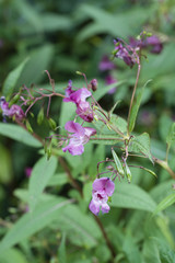 Impatiens - Purple orchid flower shape.
