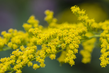 Solidago canadensis - yellow flowers of meadow plants.