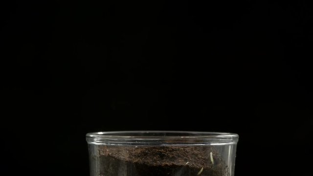 Time lapse growing plant on black background
