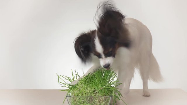 Beautiful young male dog Continental Toy Spaniel Papillon eating fresh sprouted oats on white background stock footage video