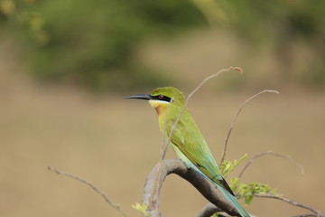 Bee Eater