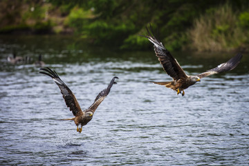 Red Kites