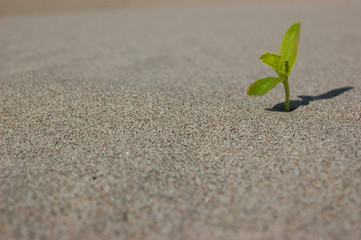 Young seedling growing in a desert sand. Extremely close up. Plant sprouting in the desert Sahara. Seedling sand background
