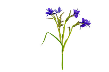 Fototapeta na wymiar Close up violet flower Monochoria vaginalis (Burm.f.) isolated on white background.Saved with clipping path.