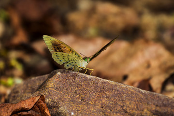 Beautiful butterfly in the garden of Thailand, macro, close up