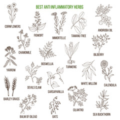 Best anti-inflammatory herbs