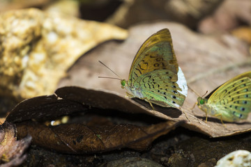 Beautiful butterfly in the garden of Thailand, macro, close up
