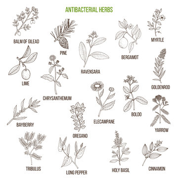 Best antibacterial herbs