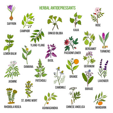 Best herbal antidepressants
