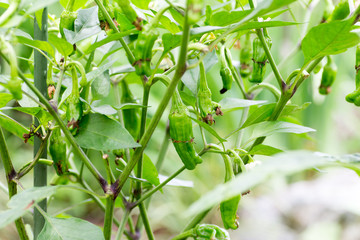 Asian green bell pepper called Shishitou on farm