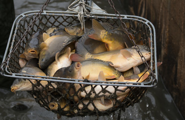 abfischen