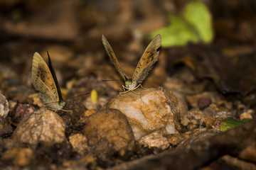 Beautiful butterfly in the garden of Thailand, macro, close up