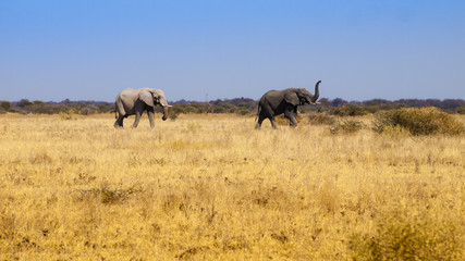 Obraz na płótnie Canvas Elephants in Nxai Pan National Park, Botswana