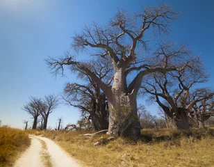 Papier Peint photo Lavable Baobab Baines Baobab in Nxai Pan National Park, Botswana