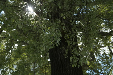A ray of sun in the poplar's crown.