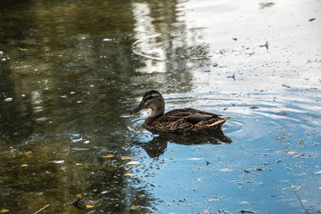 Ente auf dem See