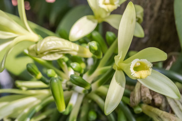 Fototapeta premium fleur de vanille