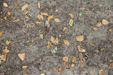 Erde, Laub und Äste auf einem Waldboden, Platz für Text/Typo