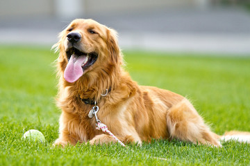 Golden Retriever rests after playing fetch in grass