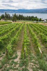Fototapeta na wymiar Rows of vine plants on the lake shore slope
