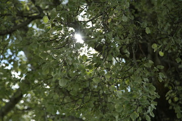 Flowering poplar. Sunbeam in the poplar.