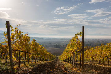 Fototapeta na wymiar Beautiful first person view of a vineyard in autumn, coming down an hill