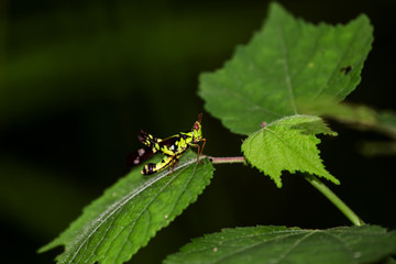 Thailand Monkey-grasshopper,Erianthus,Gerrn grasshopper in natural forest.