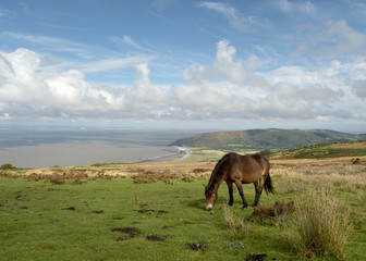 Fototapeta na wymiar Wild Exmoor ponies on Porlock Hill, North Devon