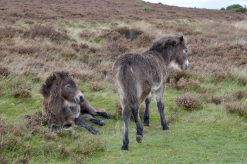 Wild Exmoor ponies on Porlock Hill, North Devon