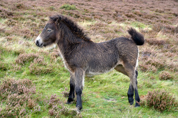 Wild Exmoor ponies on Porlock Hill, North Devon