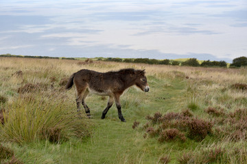 Fototapeta premium Wild Exmoor ponies on Porlock Hill, North Devon