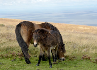 Wild Exmoor ponies on Porlock Hill, North Devon
