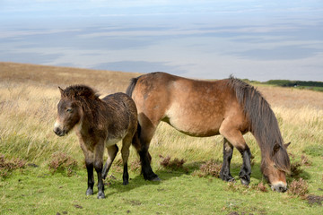 Wild Exmoor ponies on Porlock Hill, North Devon
