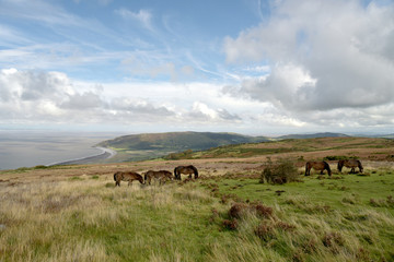 Wild Exmoor ponies on Porlock Hill, North Devon