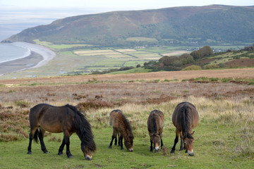 Wild Exmoor ponies on Porlock Hill, North Devon