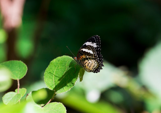 Image of thailand Butterfiy  in natural forest