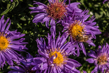 Obraz premium Biene auf violetten Blumen