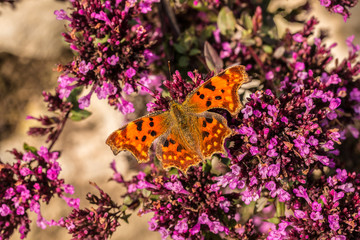 Schmetterling auf violetten Blumen