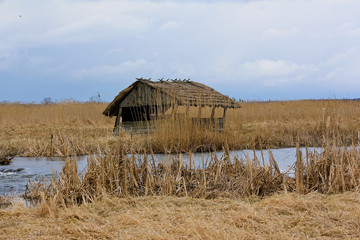 Old wooden barn standing on the river bank surrounded by yellowed grasses