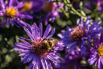 Obraz premium Hummel auf violetten Blumen
