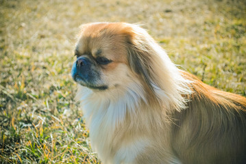 Portrait young cute dog is a human best friend. Pekingese light red color resting at winter holiday enjoying and having fun on the street