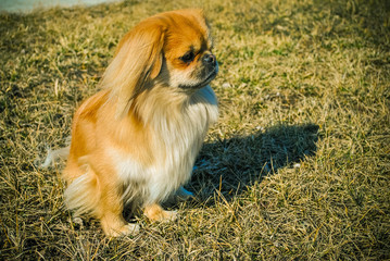 Portrait young cute dog is a human best friend. Pekingese light red color resting at winter holiday enjoying and having fun on the street