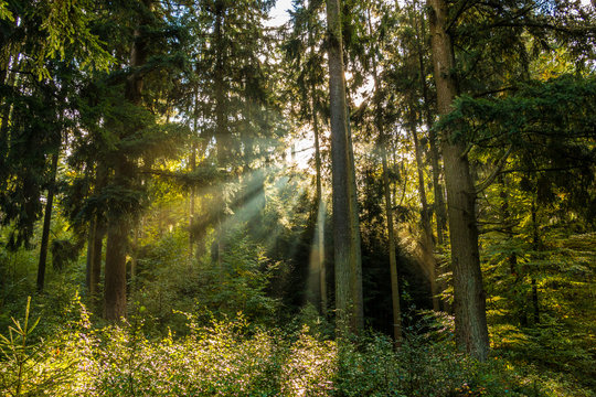 Sonnenstrahlen durch den Wald © Hacki Hackisan