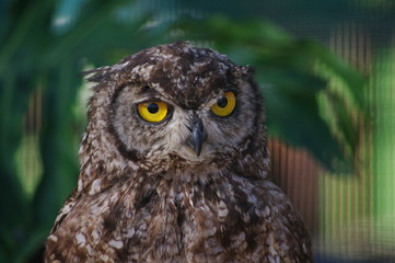 Cape Spotted Eagle Owl close-up