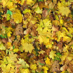 Autumn seamless pattern background