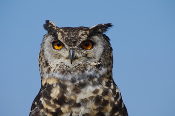 Cape Eagle Owl silhouetted against blue sky