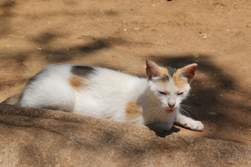 Cat outdoor in a sunny day