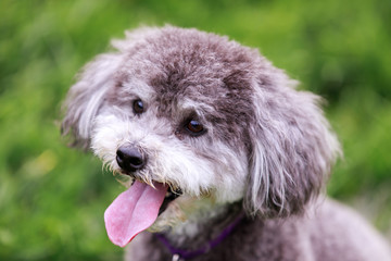 Schnoodle head shot. Schnoodle dog is a cross between a schnauzer and a poodle.
