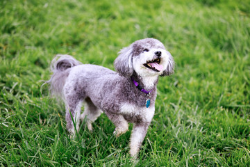 Schnoodle playing in a dog park. Schnoodle dog is a cross between a schnauzer and a poodle.