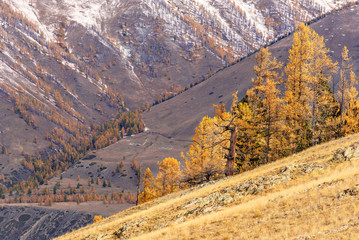 mountains trees slopes autumn snow